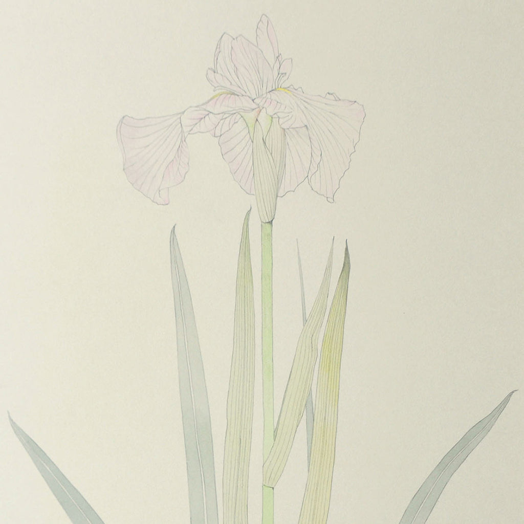 Lot014 Shigeki Murata "Iris"