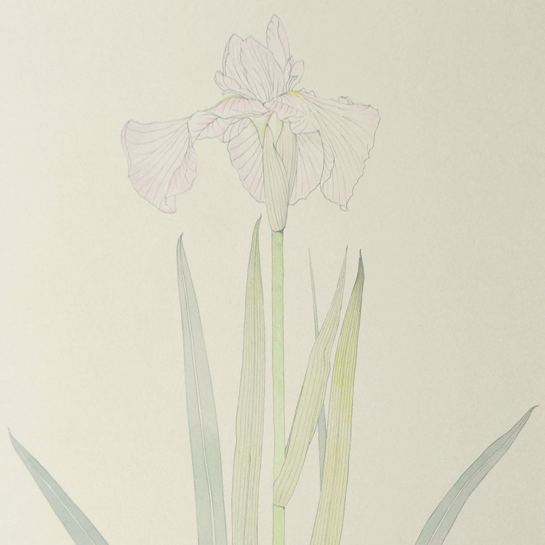 Lot014 Shigeki Murata "Iris"