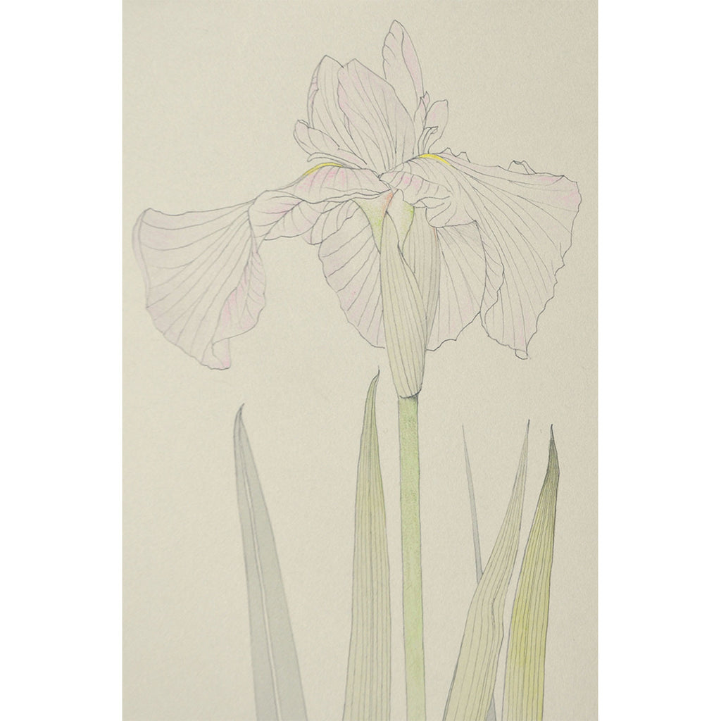Lot014 Shigeki Murata "Iris"