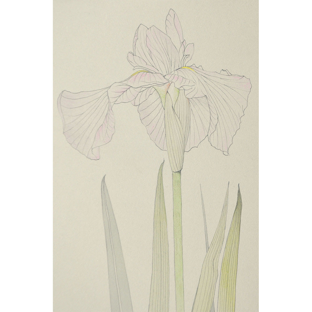 Lot014 Shigeki Murata "Iris"